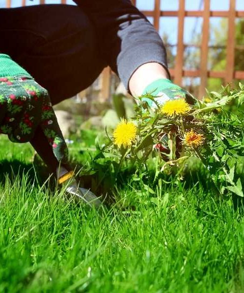 Weed Control & Dethatching