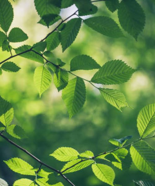 Green leaves background